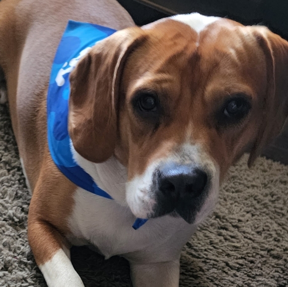 Meet your Posher, LeeAnn - Picture 5 of 5